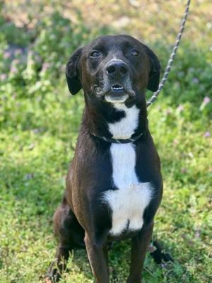 Azriel, Labrador Retriever / Mixed Breed, adult, available for adoption