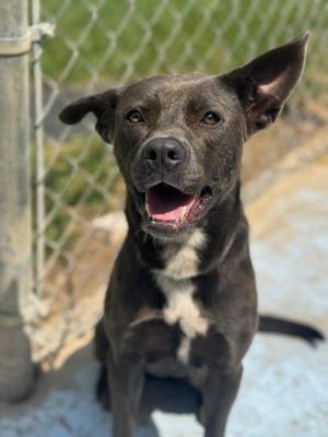 Brandy, Pit Bull Terrier / Mixed Breed, adult, available for adoption