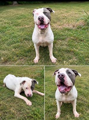 A collage of three images of a white and gray dog with a pink tongue. The dog is sitting on grass in the top image, lying down in the bottom left image, and standing in the bottom right image.