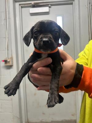 Jen - Orange C, Pit Bull Terrier / Mixed Breed, puppy, available for adoption
