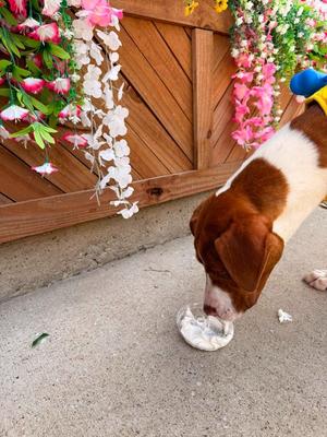 Boulder, Pit Bull Terrier / Hound, puppy, available for adoption