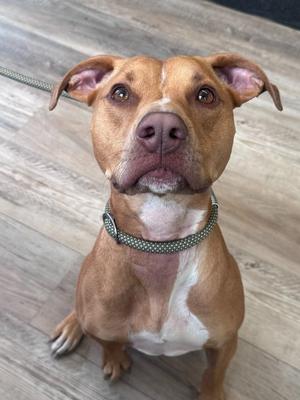 A brown and white dog with a green collar sitting on a wooden floor.