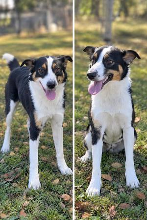 Fiona, Collie / Mixed Breed, young, available for adoption