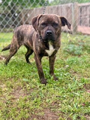 Charket, Boxer / Pit Bull Terrier, young, available for adoption