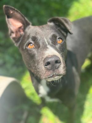 A close-up of a black dog with orange eyes looking up at the camera.