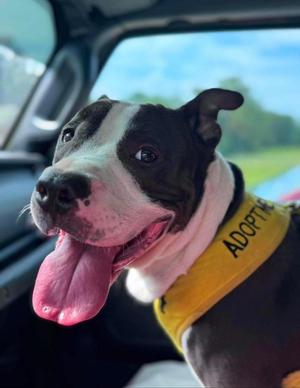 BJ, Pit Bull Terrier, young, available for adoption