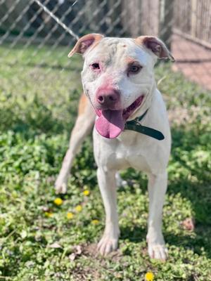 Ghost 2, Pit Bull Terrier / Mixed Breed, adult, available for adoption