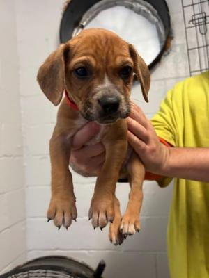 Jacob - Red C, Pit Bull Terrier / Mixed Breed, puppy, available for adoption