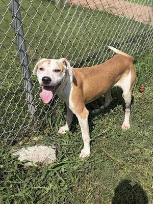 Homer, Pit Bull Terrier / Mixed Breed, young, available for adoption