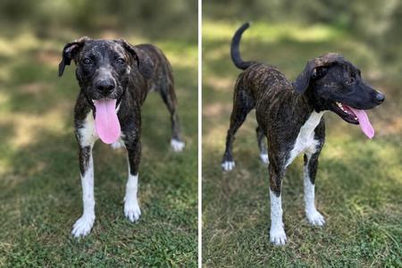 Two images of a brindle and white dog with a pink tongue, standing on grass.