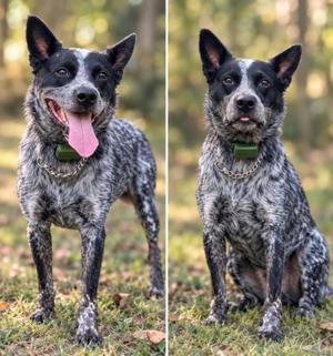 Two photos of a blue heeler dog standing and sitting in a grassy area with trees in the background.