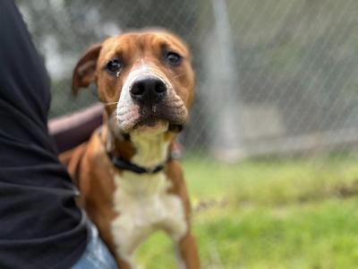 Crew, Boxer, young, available for adoption