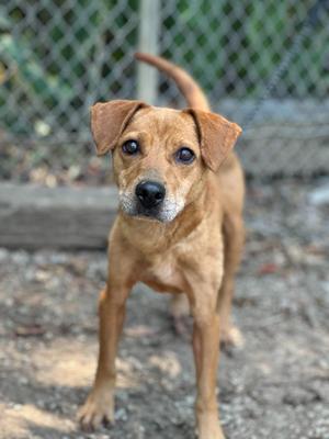 A brown dog with floppy ears standing on a dirt ground, looking directly at the camera.