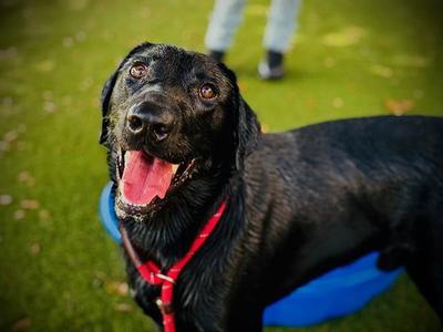 *SIGMA, Labrador Retriever, young, available for adoption