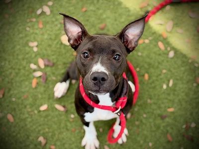 *FIG, Pit Bull Terrier, young, available for adoption