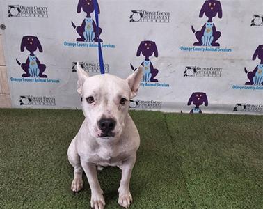 LAYLA, Pit Bull Terrier, young, available for adoption
