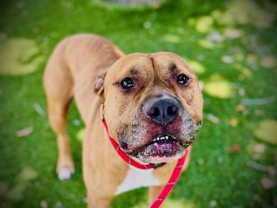 GORDO, Pit Bull Terrier, adult, available for adoption