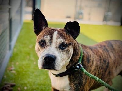 AKENO, Pit Bull Terrier, senior, available for adoption