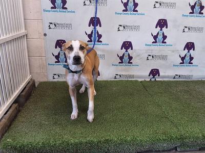 *JACK, Pit Bull Terrier, young, available for adoption