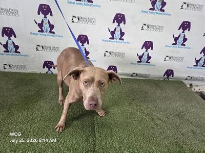 *SHEILA, Pit Bull Terrier, adult, available for adoption