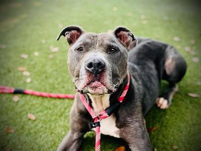 *PICKLES, Pit Bull Terrier, adult, available for adoption