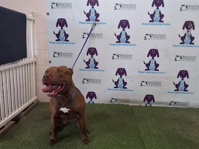 ARIES, Pit Bull Terrier, adult, available for adoption