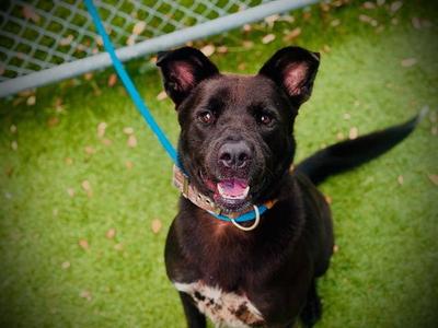 *POLARIS, German Shepherd Dog / Labrador Retriever, adult, available for adoption
