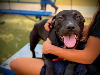 *BEANS, Pit Bull Terrier, young, available for adoption