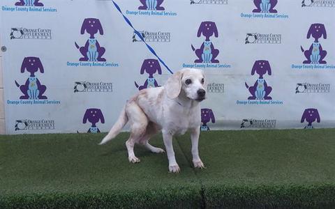 BAILEY, Beagle, senior, available for adoption