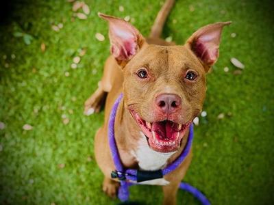 BOCA, Pit Bull Terrier, adult, available for adoption