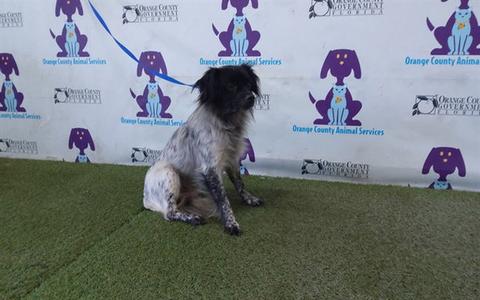 *PIPPIN, Papillon, adult, available for adoption