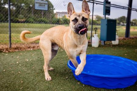 *HIRO, Black Mouth Cur, young, available for adoption