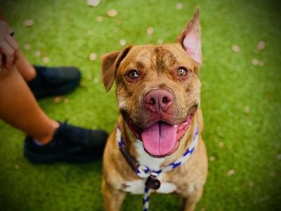 FOREST, Pit Bull Terrier, adult, available for adoption