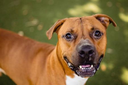 *RED, Pit Bull Terrier, adult, available for adoption