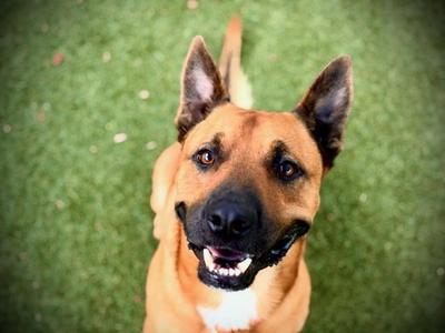 *MAZE, Black Mouth Cur, adult, available for adoption