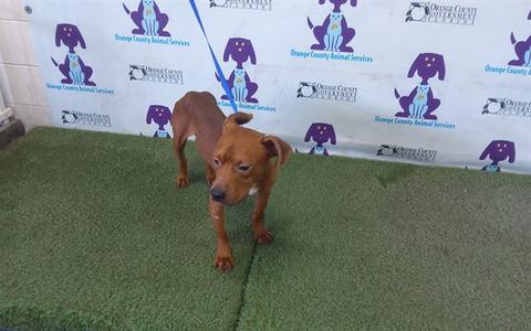 BONES, Pit Bull Terrier, young, available for adoption