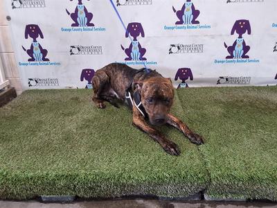 *BARRY, Pit Bull Terrier, adult, available for adoption
