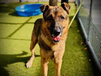CAPITO, German Shepherd Dog, senior, available for adoption