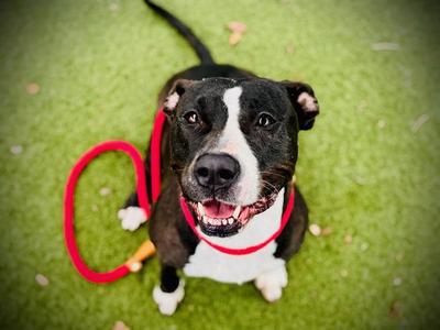 DAISY, Pit Bull Terrier, senior, available for adoption