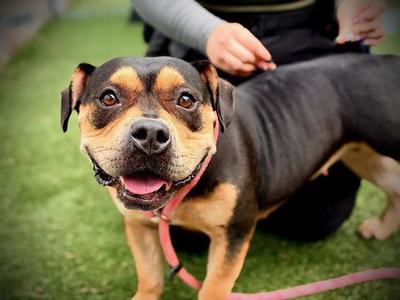 *SUSAN, Pit Bull Terrier, adult, available for adoption