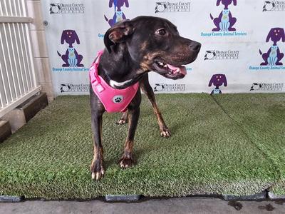 *MAISIE, Pit Bull Terrier, adult, available for adoption