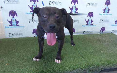 BINGO, Pit Bull Terrier, adult, available for adoption