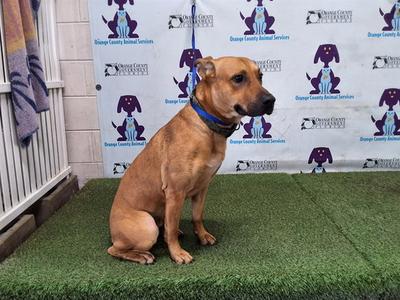 *BIM, Labrador Retriever, young, available for adoption