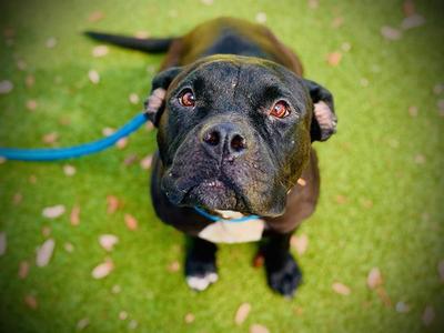 *JUNEBUG, Pit Bull Terrier, adult, available for adoption