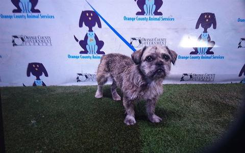 A605914, Border Terrier, adult, available for adoption