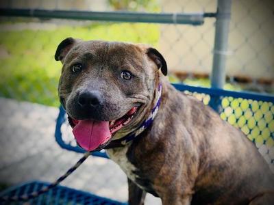 CHANEL, Pit Bull Terrier, adult, available for adoption