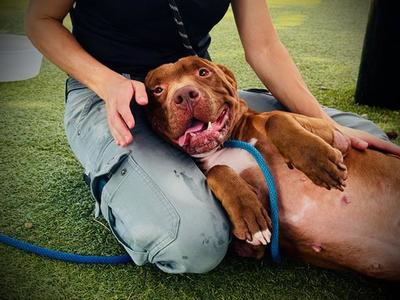 ACE, Labrador Retriever, adult, available for adoption
