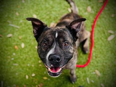 *TIMOTHY, Staffordshire Bull Terrier, adult, available for adoption