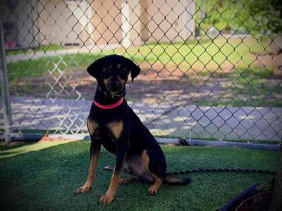BUDRICK ROBERT, Beagle / Chihuahua, adult, available for adoption