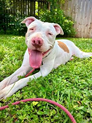 *CASSIE, Pit Bull Terrier, adult, available for adoption